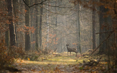 Roe deer on the deep forest at the evening. ( capreolus capreolus ). Roe standing on the trees. Autumn landscape.	
