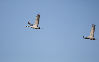 Crane. Gruidae grus. Flock of cranes flying away on a blue sky. Common European cranes in flight.