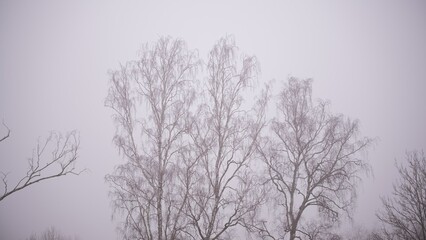 Spooky Trees on Misty Foggy Day