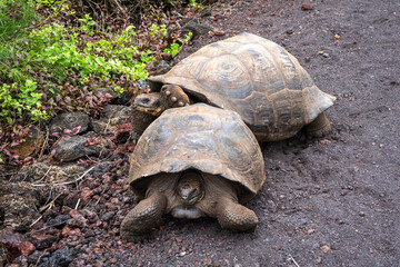 Mating Galapagos Tortoises on Isabela Island in Ecuador