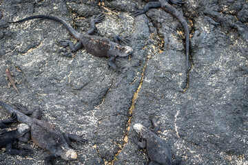 Marine Iguanas Resting on Lava Rocks in Galapagos