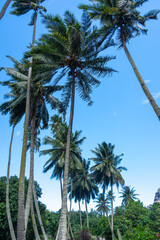 Fototapeta premium Coconut trees along Vaipo Falls trek, Hakaui Valley, Nuku Hiva, French Polynesia