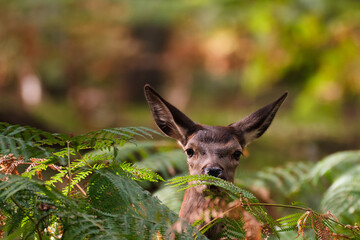Nature et biodiversité : biche cachée dans les fougères
