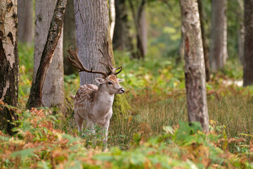 Biodiversité et forêt : le daim dans son environnement naturel