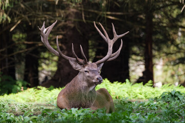 Nature et biodiversité : un cerf couché dans une clairière