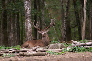 Nature et humour : cerf tirant la langue
