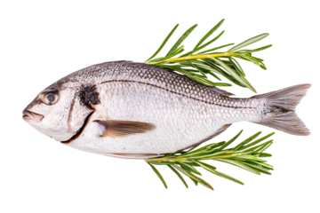 Freshly prepared gilthead bream fish with aromatic rosemary seasoning isolated