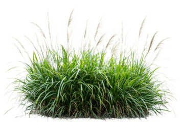 Green grass with tall blades on a transparent background