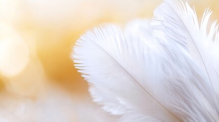 Fototapeta premium Delicate Close Up of Soft White Feathers Against a Warm Light Background : Generative AI