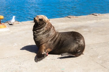 A cute sea lion posing near the ocean for local tourists.