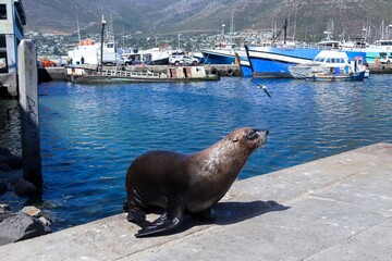A sea lion jumping out the ocean and onto the pavement