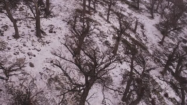 snow covered mountains