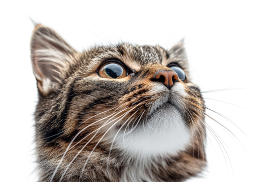 Curious cat gazing up on clear background