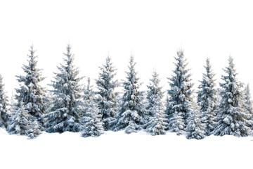 Naklejka premium Snow covered conifer trees create a winter landscape