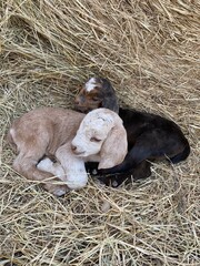 sleeping baby goat