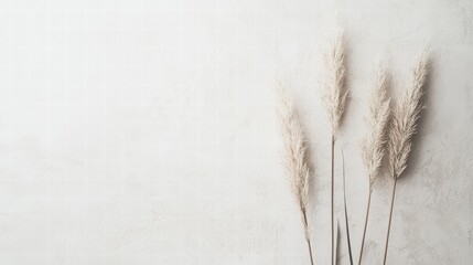 Elegance in Simplicity: Delicate beige pampas grass plumes stand gracefully against a soft, neutral backdrop, embodying minimalist design and serene aesthetic.