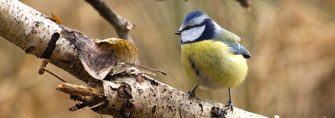 blue tit on branch