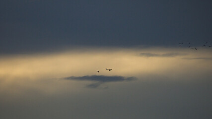  sunset , flying birds on the sky, geese departing blue sky on the background. Greylag gooses flying in the air. Anser anser.