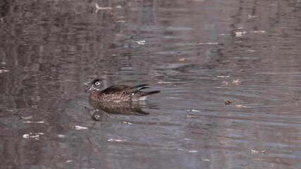 Female Wood Duck Swimming Slow Motion