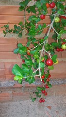 holly and berries