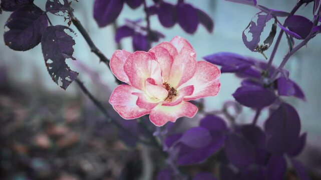 Beautiful pink rose blooming with exotic purple leaf coloration fower in the garden. 4K video.