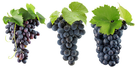 set of purple grapes isolated on a white background
