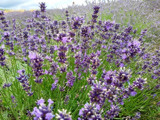 Obraz premium Blooming lavender field in Klimontów, Poland, with vibrant purple flowers and green stems, creating a relaxing and aromatic summer atmosphere