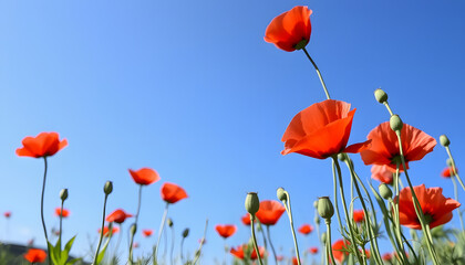 Obraz premium Beautiful natural wallpaper with red poppy flowers against the blue sky in the summertime, Dreamy. White tone