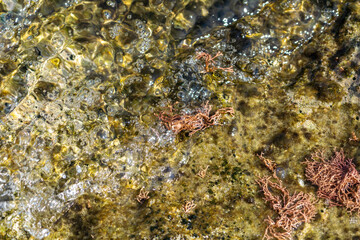 Branched red algae growing in shallow rock pool by Mediterranean sea.