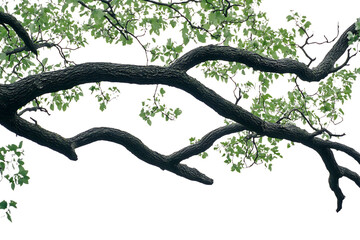 Fototapeta premium Serene Spring Branches: Dark Bark, Delicate New Leaves, Isolated