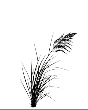 grass silhouette overlay isolated on white