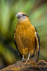 Yellow-headed Caracara in Paraíba, Brazil
