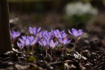 Blooming violet crocuses in spring garden. Flowers closeup on bokeh background, selective focus.