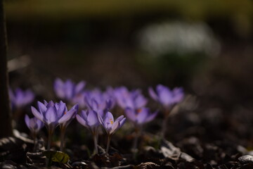 Blooming violet crocuses in spring garden. Flowers closeup on bokeh background, selective focus.