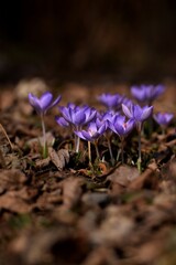 Blooming violet crocuses in spring garden. Flowers closeup on bokeh background, selective focus.