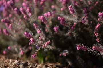 Erica pink flowers blooming closeup, erica flowers on bokeh background.
