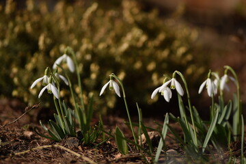 Snowdrops flowers on bokeh spring garden background. Snowdrops closeup. Early spring flowers.
