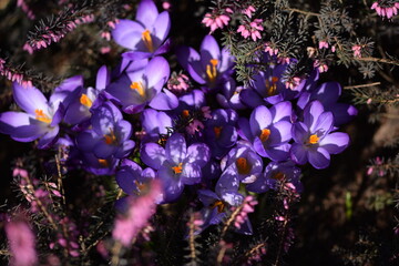 Crocuses blooming among erica shrubs, early spring flowers in bloom. Pink and purple spring  flowers.