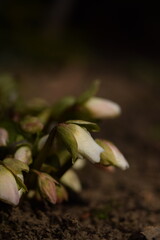 Hellebores white flowers in buds, hellebores closeup on bokeh garden background, first spring flower.