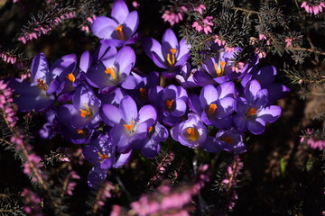 Crocuses blooming among erica shrubs, early spring flowers in bloom. Pink and purple spring  flowers.
