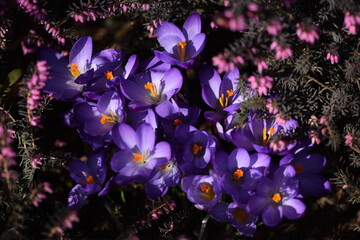 Crocuses blooming among erica shrubs, early spring flowers in bloom. Pink and purple spring  flowers.