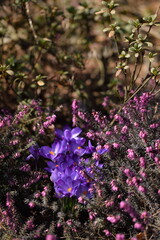 Crocuses blooming among erica shrubs, early spring flowers in bloom. Pink and purple spring  flowers.