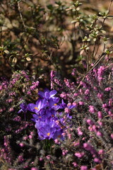 Crocuses blooming among erica shrubs, early spring flowers in bloom. Pink and purple spring  flowers.
