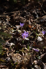 Blooming violet crocuses in spring garden. Flowers closeup on bokeh background, selective focus.
