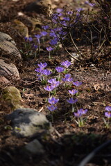 Blooming violet crocuses in spring garden. Flowers closeup on bokeh background, selective focus.