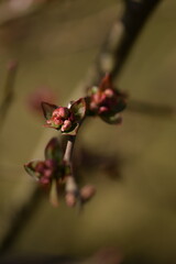 Chaenomeles japonica flower buds on branch, pink spring buds of blooming quince.