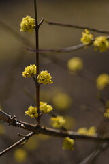 Blooming yellow cornus mas, cornel blossoms on shrub closeup, bokeh background, selective focus