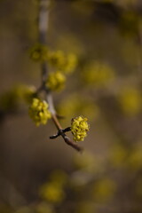 Blooming yellow cornus mas, cornel blossoms on shrub closeup, bokeh background, selective focus