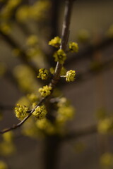 Blooming yellow cornus mas, cornel blossoms on shrub closeup, bokeh background, selective focus
