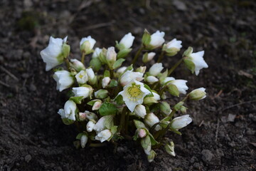 Hellebores white flowers in buds, hellebores closeup on bokeh garden background, first spring flower.